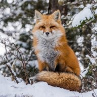 samotnyLisek