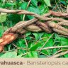 Banisteriopsis2